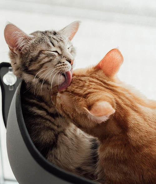 two cats grooming eachother