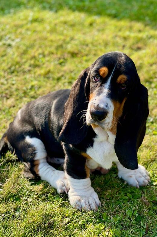 basset hound on grass