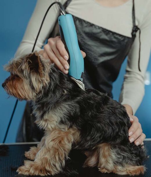 dog's coat being clipped