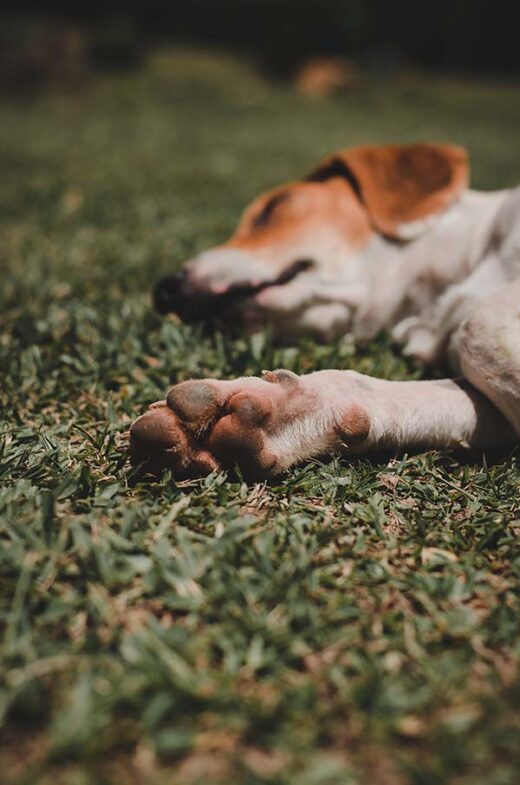 dog lying on grass