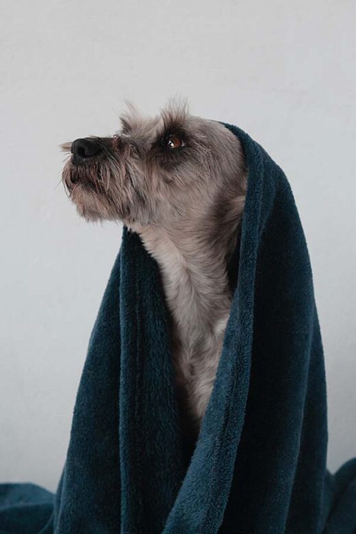 dog wearing towel on head