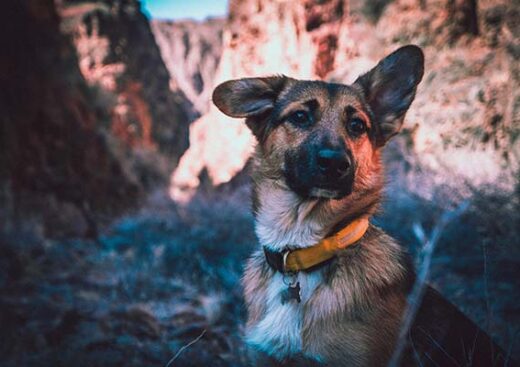 German Shepherd hiking