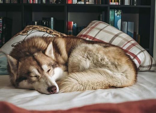 husky sleeping
