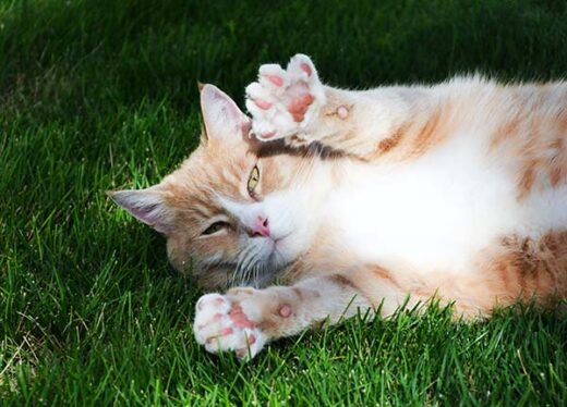 cat showing paws while lying on grass
