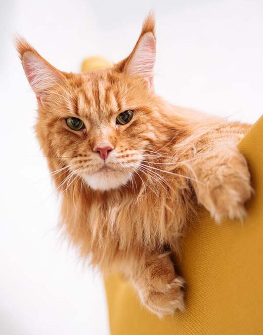 orange cat with large ears