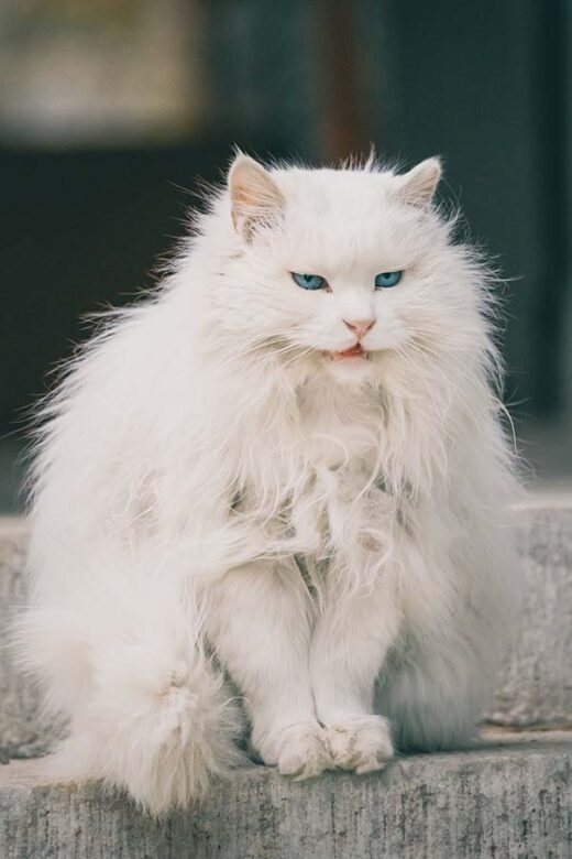 white cat with long tangled fur