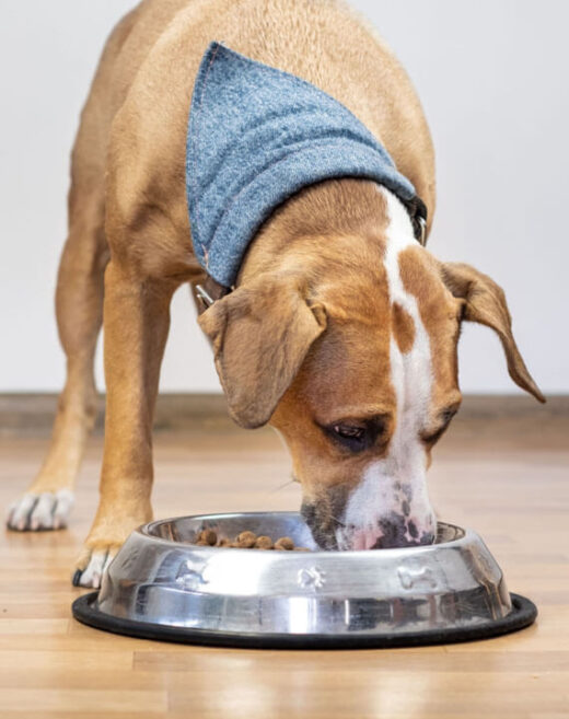 Dog wearing a bandana eating from a bowl