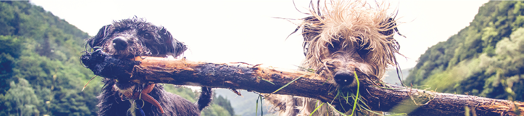 Two muddy dogs carrying a stick together