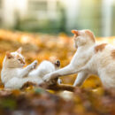 Two white and ginger cats fighting in autumn leaves