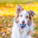 Border collie holds funny ball with teeth in it mouth at autumn park.