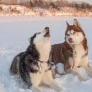 One husky howling while the other husky looks at them.