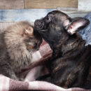 A cute dog and cat nuzzling one another