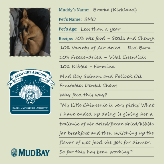 An image that shows the way brooke from mud bay kirkland feeds her dog bmo