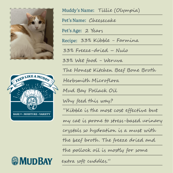 An image that shows the way tillie from mud bay olympia feeds her cat, cheesecake