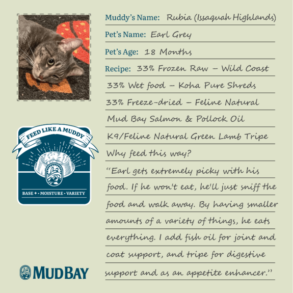 An image that shows the way rubia from mud bay issaquah highlands feeds her cat, earl grey