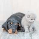 A long haired dachshund puppy and a scotch fold kitten