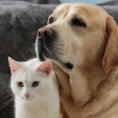 A dog and a cat with their faces close to one another