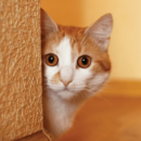A cute orange and white tabby cat looking from around the corner of a wall