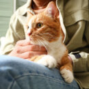 An orange and white tabby cat sitting on their owner's lap.