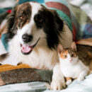 A brindle and white dog laying next to a calico cat.