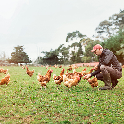 A farmer in New Zealand caring for his free-range chickens